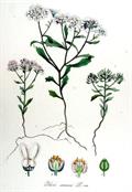 Annual candytuft